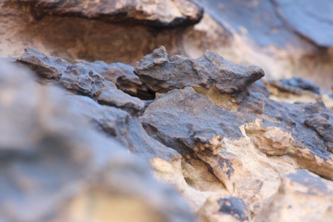 Каждому труженику по Мескалито...