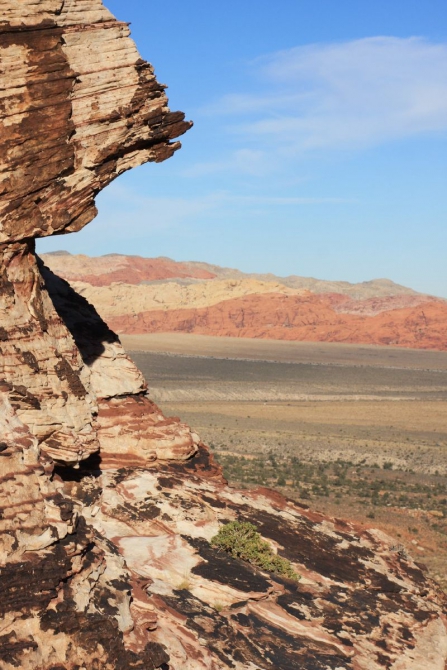 Каждому труженику по Мескалито...