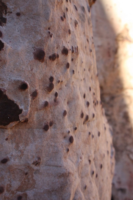 Каждому труженику по Мескалито...