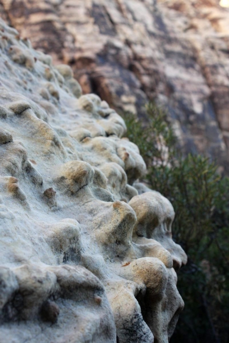 Каждому труженику по Мескалито...