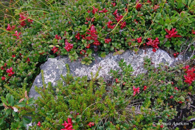 Безенги (Туризм, Безенги Ледник Альпинизм Ледник Главный Кавказский Хребет Кавказ Лавины)