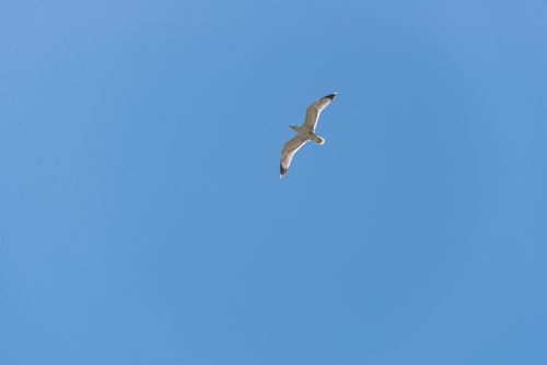 Чемпионат России 2016. Крым. Немного бега есть в каждом (Альпинизм, ЮБК, альпинизм, новости)