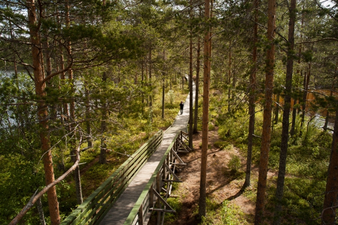 Пешие тропы в Карелии, заповедник Костомукшский (Туризм, карелия, туризм, пеший туризм)