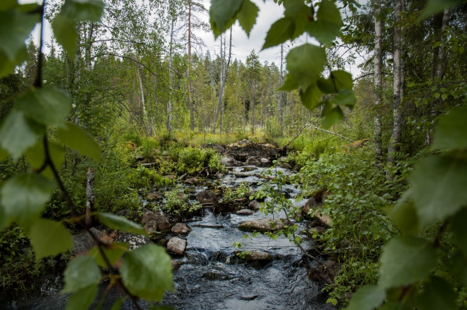 Пешие тропы в Карелии, заповедник Костомукшский (Туризм, карелия, туризм, пеший туризм)