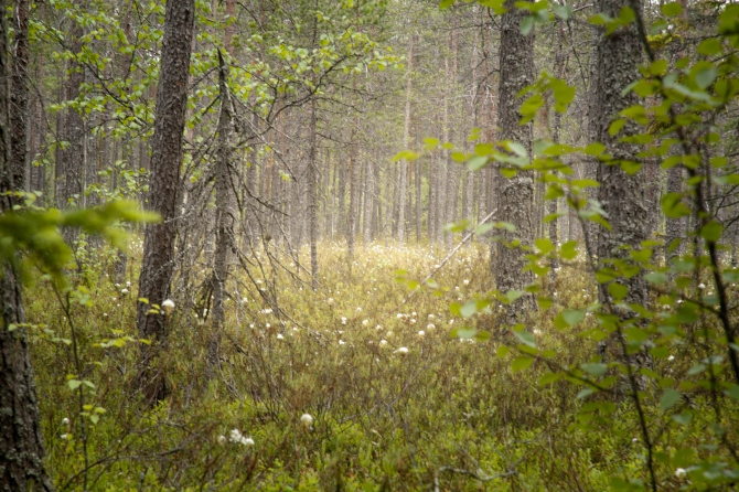 Пешие тропы в Карелии, заповедник Костомукшский (Туризм, карелия, туризм, пеший туризм)