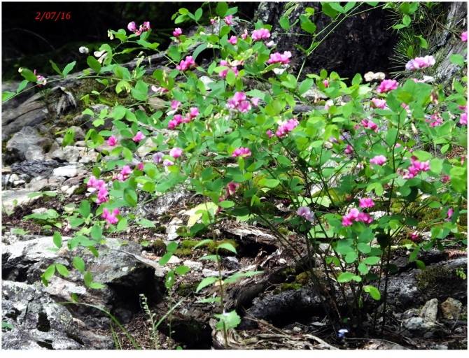 Поляна Махар(КЧР). (Путешествия)