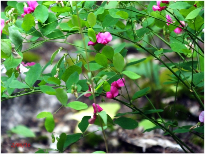 Поляна Махар(КЧР). (Путешествия)