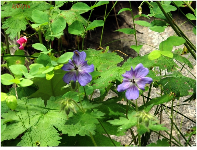 Поляна Махар(КЧР). (Путешествия)