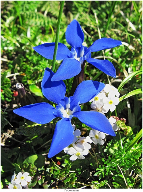 Поляна Махар(КЧР). (Путешествия)