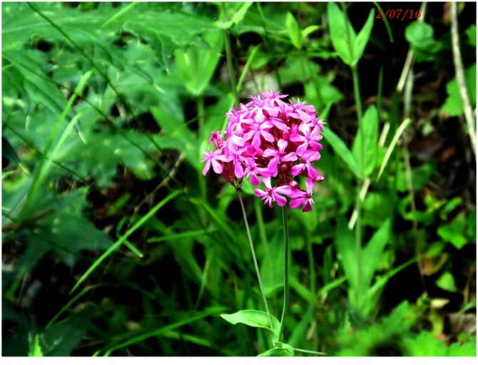 Поляна Махар(КЧР). (Путешествия)