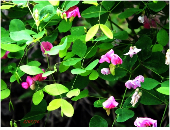 Поляна Махар(КЧР). (Путешествия)