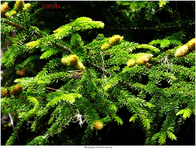 Поляна Махар(КЧР). (Путешествия)