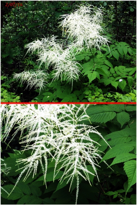 Поляна Махар(КЧР). (Путешествия)