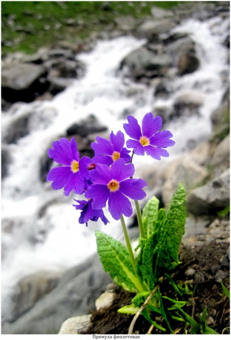 Поляна Махар(КЧР). (Путешествия)