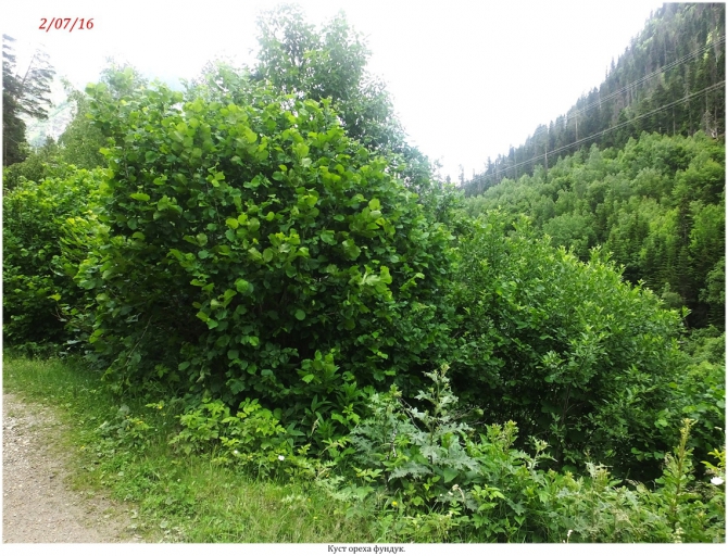 Поляна Махар(КЧР). (Путешествия)