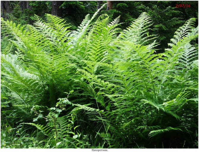 Поляна Махар(КЧР). (Путешествия)