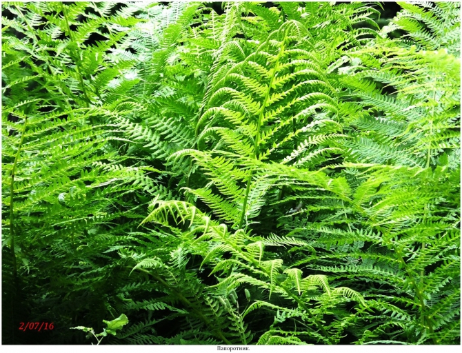 Поляна Махар(КЧР). (Путешествия)