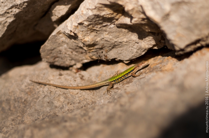 Как московские школьники на Куш-Кая боялись, но карабкались наверх (Скалолазание, кушкая, ильяская, крым, крымскиегоры, крымскийгорныйклуб, дети, скалолазание, слэклайн, трекинг, лагерь)