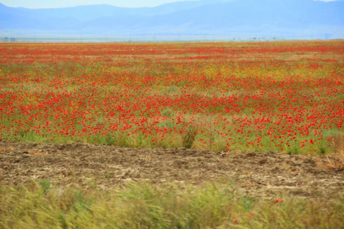 Экспедиция в долину Ушбас: по следам первобытных предков (Путешествия, казахстан, ЮКО, петроглифы, пещера, краеведение, внедорожники, джипкз)