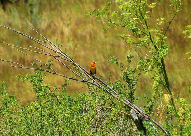 Экспедиция в долину Ушбас: по следам первобытных предков (Путешествия, казахстан, ЮКО, петроглифы, пещера, краеведение, внедорожники, джипкз)