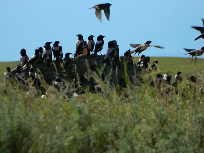 Экспедиция в долину Ушбас: по следам первобытных предков (Путешествия, казахстан, ЮКО, петроглифы, пещера, краеведение, внедорожники, джипкз)