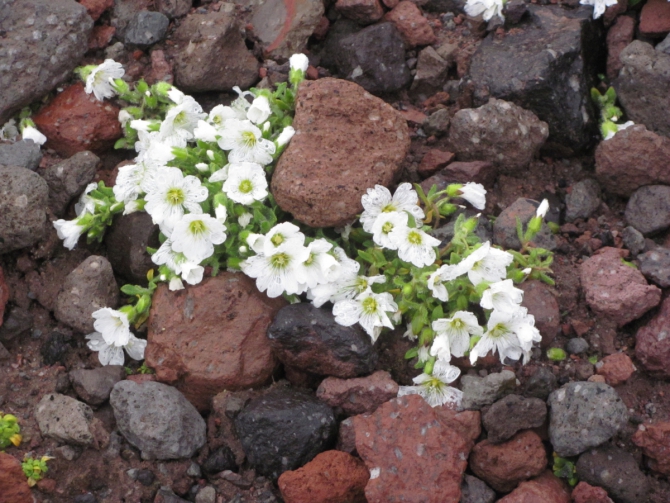 Казбек-2013 (неоконченный рассказ, Горный туризм)