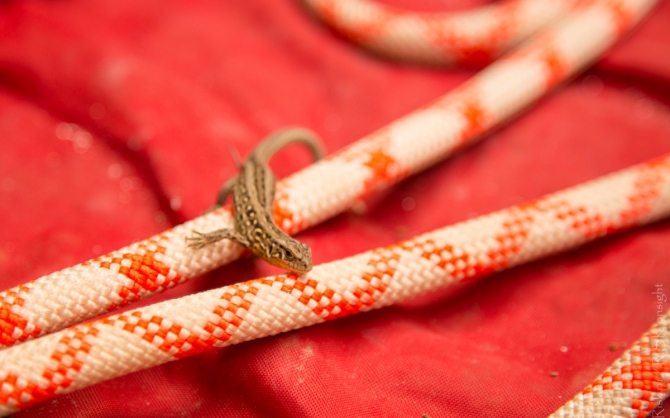 Risk Weekend. Стас Поплавский и Артём Трифонов на Ворголе (Скалолазание, скалолазание, скалы, Воргольские скалы, школа риска, интервью, артем трифонов)