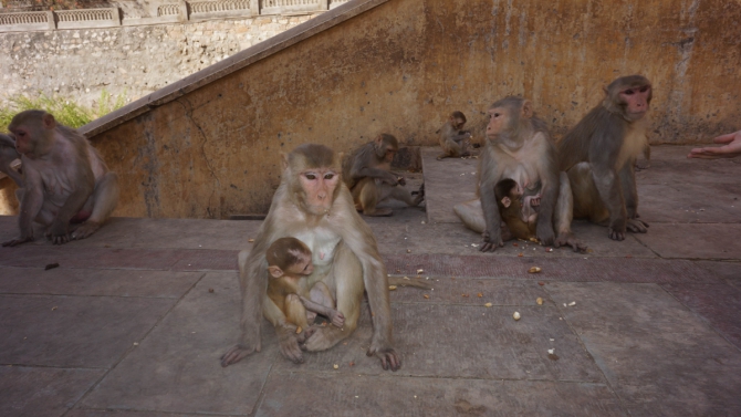 Вся правда о Сток Кангри (Альпинизм, альпинизм)