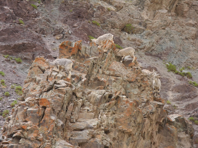 Вся правда о Сток Кангри (Альпинизм, альпинизм)