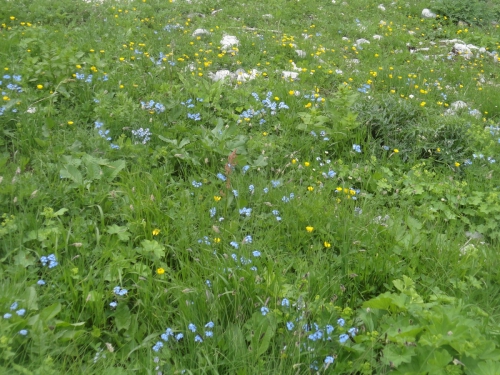 В одиночку на Оштен