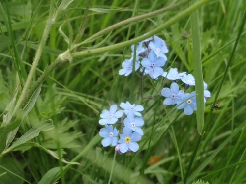 В одиночку на Оштен