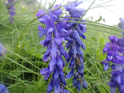 В одиночку на Оштен