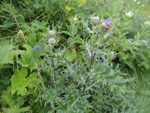 В одиночку на Оштен