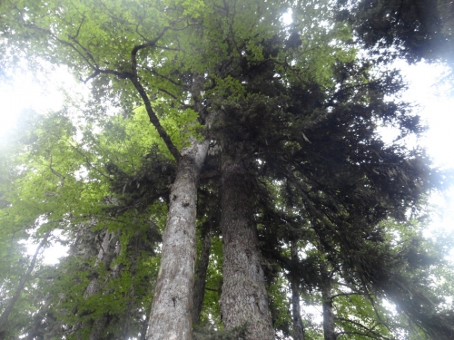 В одиночку на Оштен