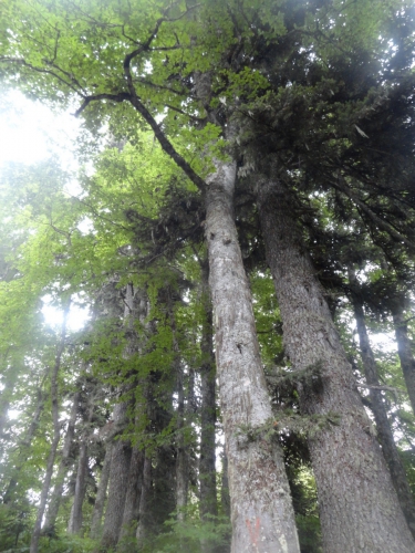 В одиночку на Оштен