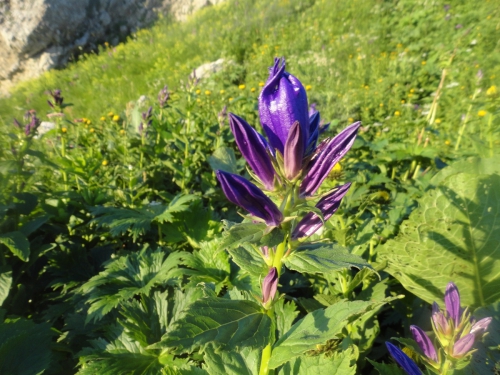 В одиночку на Оштен