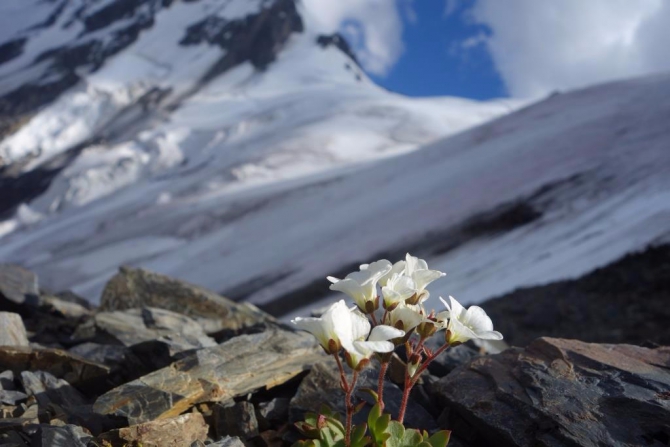 Маашей 2016 с новосибирскими тирольцами. (Альпинизм)