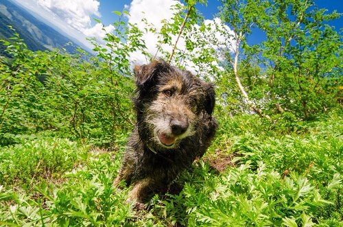 Большая гора маленького Сахалина (Горный туризм)