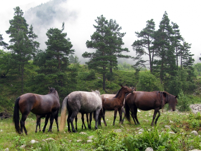 Горы Северной Осетии: фотоальбом и не только... (Горный туризм, кавказ, осетия)