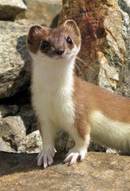 Горы Северной Осетии: фотоальбом и не только... (Горный туризм, кавказ, осетия)