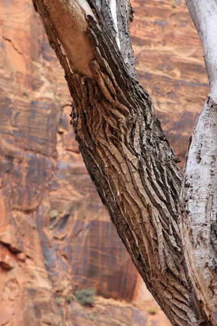 Страна вечной охоты...