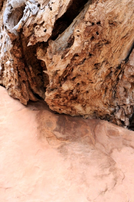 Страна вечной охоты...