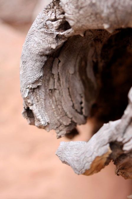 Страна вечной охоты...