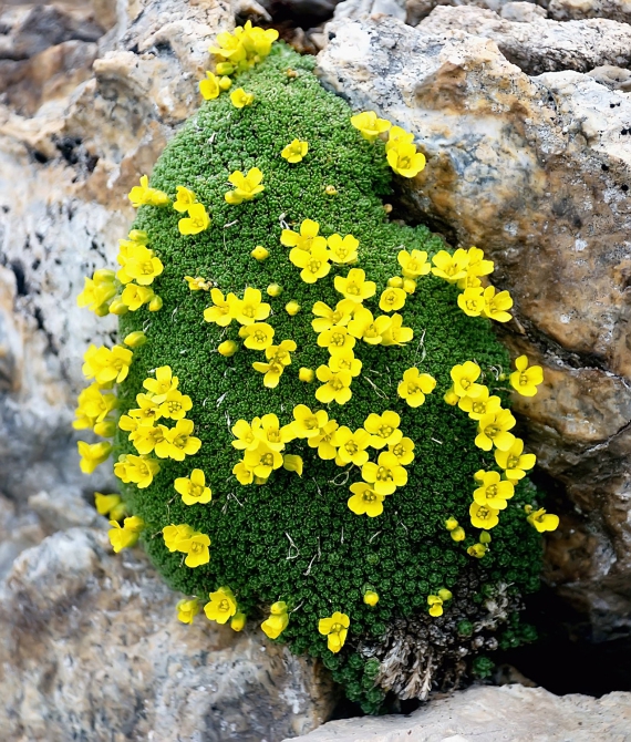 Букет (фотоконкурс, земля)
