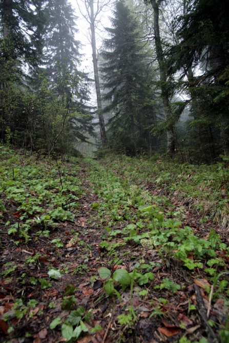 Майский Кавказ - очаровательный и гуманный. (Альпинизм, поход на май, майские праздники, тхач, агиге, псебай)