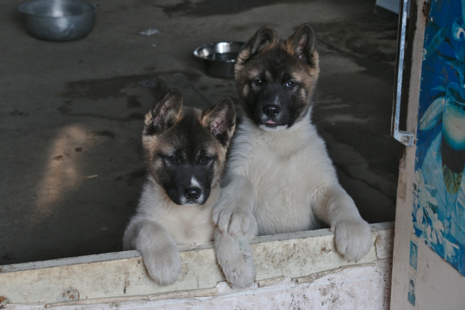 Мини-фоторассказ, Эльбрус 2015 начало мая (Альпинизм, восхождение, штурм)