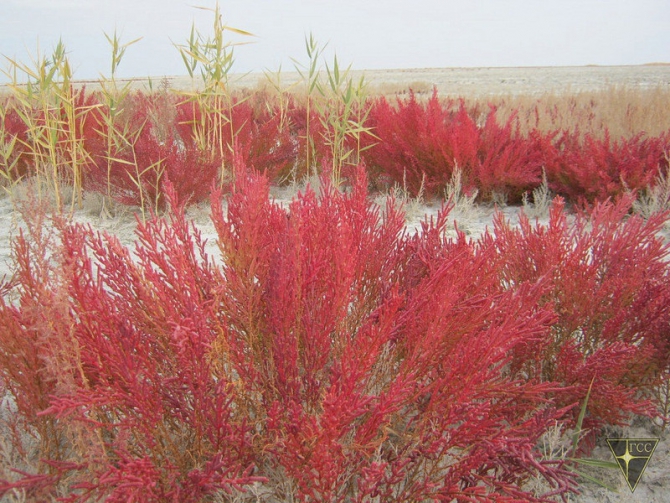 Добро пожаловать на остров Возрождения! (Часть 1. Путь на остров, Туризм, Аральское море, Аральск-7, полигон Бархан)