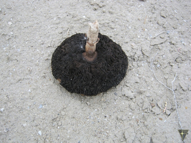 Добро пожаловать на остров Возрождения! (Часть 1. Путь на остров, Туризм, Аральское море, Аральск-7, полигон Бархан)