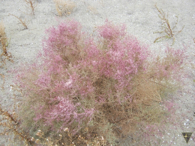 Добро пожаловать на остров Возрождения! (Часть 1. Путь на остров, Туризм, Аральское море, Аральск-7, полигон Бархан)