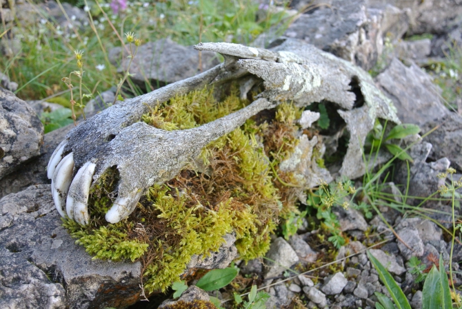 Кавказ 2016 (Альпинизм, сергей нефедов, сергей сумберг, фото)